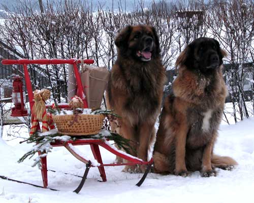 Kaksi and Tuffan posing for Christmas photo session