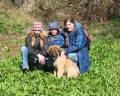 14v_kullen P�sktur p� Kullen med halva flocken. Liljekonvaljerna ska just till att sl� ut, och det doftar underbart i skogen. Tramsigt att jag inte f�r springa l�s som jag brukar bara f�r att det �r ett naturskyddsomr�de! I protest h�nger jag lite med huvudet.