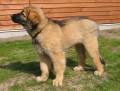 15v_pose_sta F�rsta f�rs�ket till utst�llningspose. Husse tjatar lite om bakbenen, men jag vill ju inte st� obekv�mt!