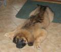 15v_sover Husse vill att vi ska g� ut natta-rundan, men jag �r tr�tt! Kan vi inte ta det senare? Annars f�r du lyfta ut mig, f�r inte t�nker jag resa p� mig!