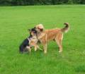 28v_kompis Sch�fern Rocky �r en m�nad yngre �n jag, men provar dominansleken. En Leonberger �r tung, och inte s� l�tt att v�lta!