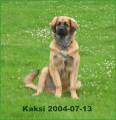 28v_pose Husse har k�rt lydnadspass med mig, och egentligen ska jag sitta kvar f�r att komma p� inkallning och inte 